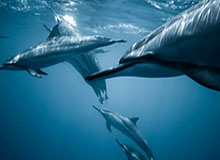 p12证书兑换教程